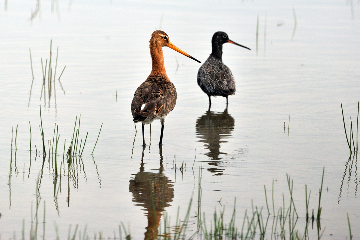 Limosa limosa (pittima reale)